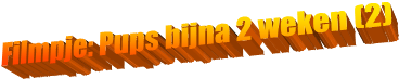 Filmpje: Pups bijna 2 weken (2)